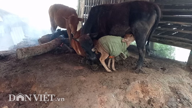 Chùm ảnh: Người dân Tây Bắc nhường áo rét mặc cho gia súc giữ ấm Chùm ảnh: Người dân Tây Bắc nhường áo rét mặc cho gia súc giữ ấm